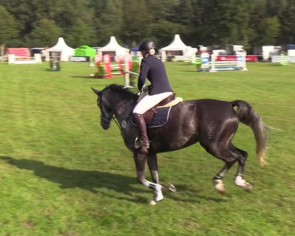 Reitturnier Kellinghusen 2019