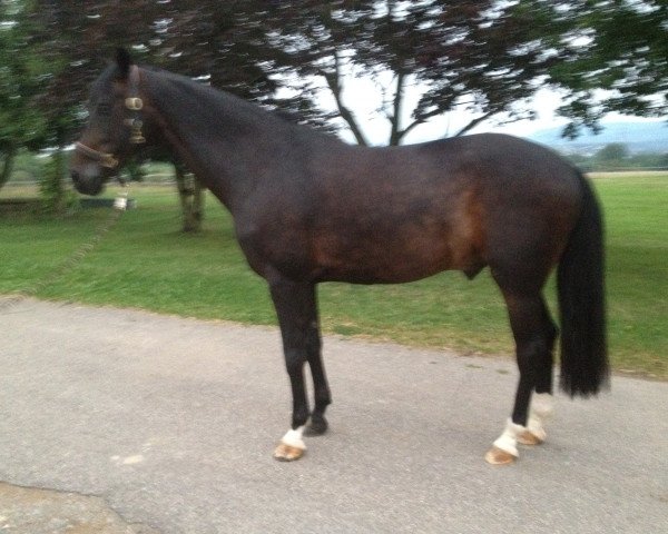 Caballo Dark Rubin 4 (Oldenburgués, 2002, de Don Schufro)