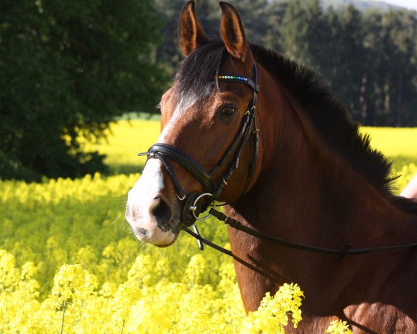 jumper Crusader 3 (Hanoverian, 1996, from Cheenook)