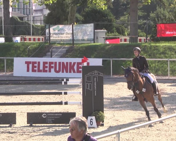 Reitturnier Durmersheim-Hardt 2019