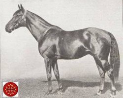 stallion Baroud II 1927 ox (Arabian purebred, 1927, from Denousté 1921 ox)