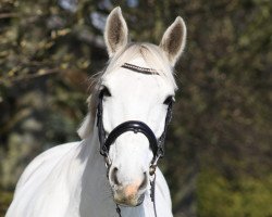 dressage horse Kojek (German Sport Horse, 2010, from Kolibri 2705)