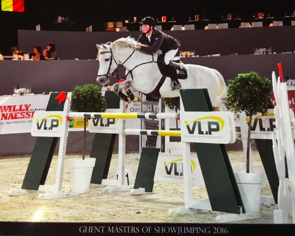 stallion Daydream de La Vie (Belgian Warmblood, 2003, from Heartbreaker)