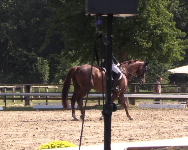 Reitturnier Recklinghausen 2019
