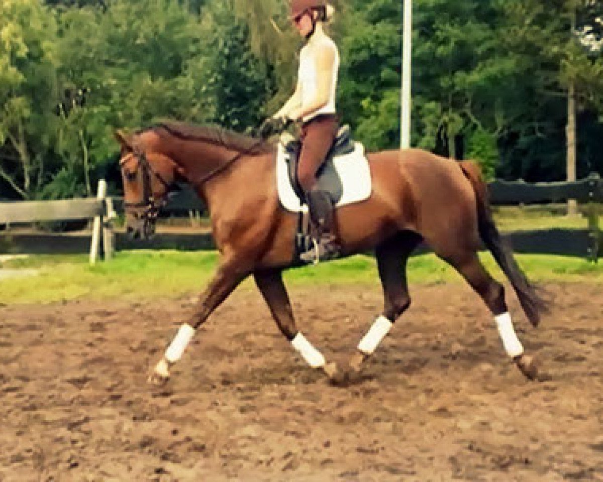 broodmare Grazia ST (Oldenburg, 2011, from Fürst Romancier)