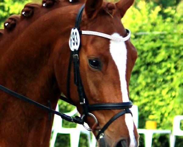 horse Quality Affaire (German Sport Horse, 2012, from Quaterback)