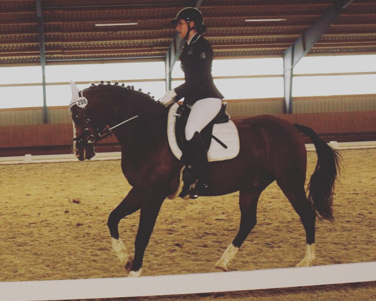 dressage horse Raylight 2 (German Riding Pony, 2005, from Renoir)