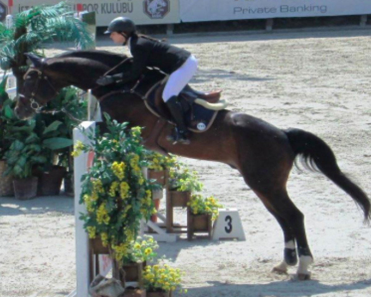 Deckhengst Lamentos (Oldenburger, 1996, von Lancer III)