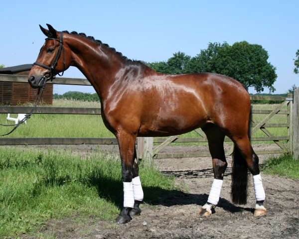 dressage horse Desmond B (Westphalian, 2008, from Del Cento)