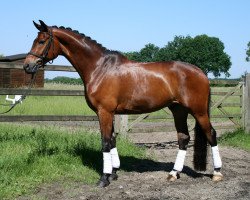 dressage horse Desmond B (Westphalian, 2008, from Del Cento)
