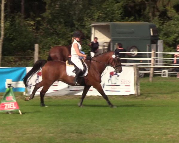 Reitturnier Kellinghusen 2019