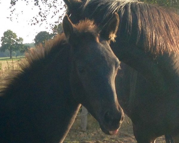 horse Harlekin (Oldenburg, 2016, from Honoré du Soir)