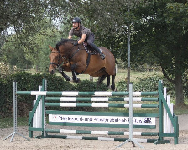 jumper Calisto 39 (German Sport Horse, 2011, from Carpathos)