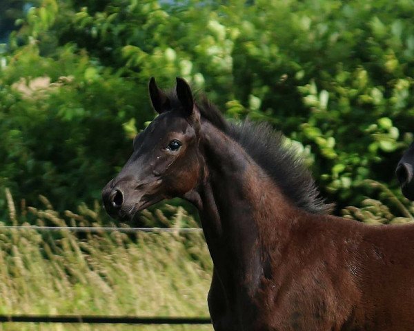 horse Finley (Hanoverian, 2016, from Fürst Wilhelm)