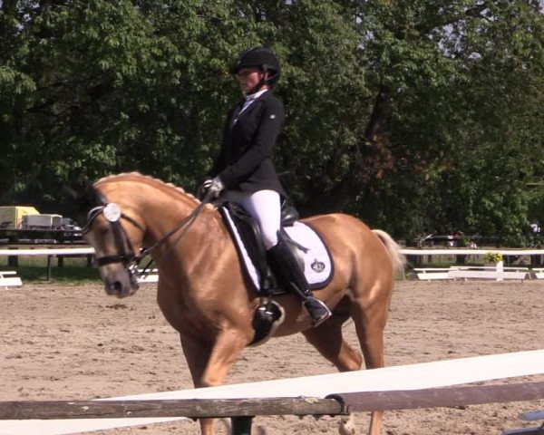 Reitturnier Recklinghausen 2019