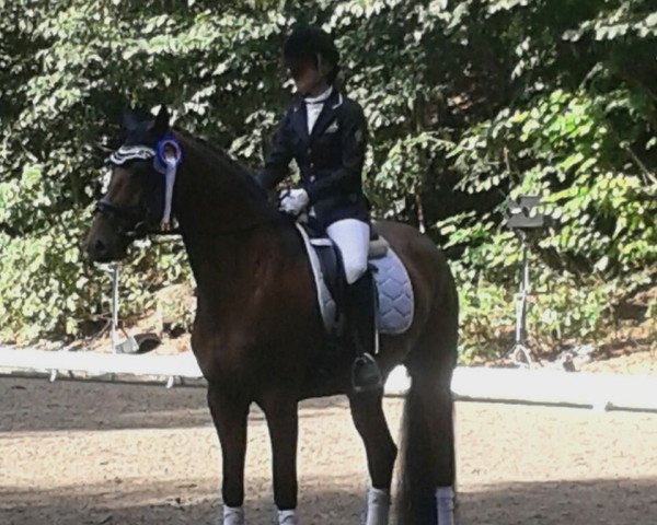 dressage horse Cortina E (Holsteiner, 2010, from Quirado)