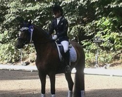 dressage horse Cortina E (Holsteiner, 2010, from Quirado)