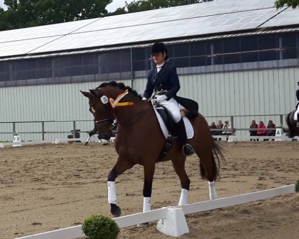 dressage horse Coop Royal (Holsteiner, 2003, from Chello I)