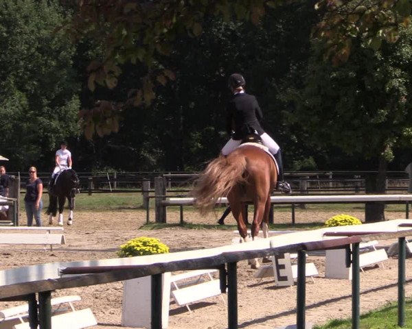 Reitturnier Recklinghausen 2019