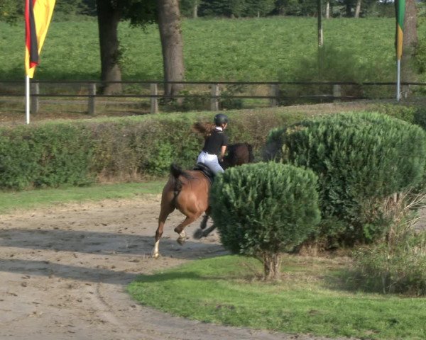 Reitturnier Recklinghausen 2019