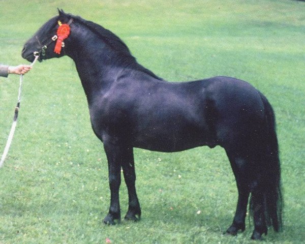 stallion Allendale Flauros (Dartmoor Pony, 1974, from Huntspath Holly)