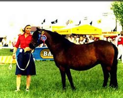 broodmare Shilstone Rocks Rainy Day (Dartmoor Pony, 1972, from Shilstone Rocks Okement)