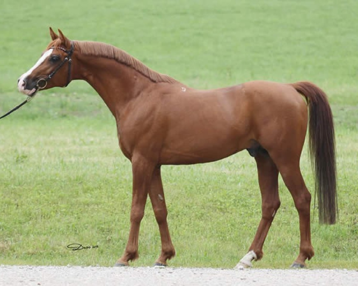 stallion Pagur ox (Arabian purebred, 2007, from Gepard 1984 ox)