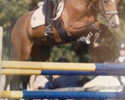 horse Leon 242 (German Riding Pony, 1996, from Lord)