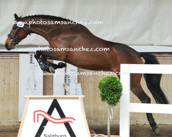 jumper Sunshine 662 (Austrian Warmblood, 2012, from Amantus)