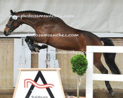 jumper Sunshine 662 (Austrian Warmblood, 2012, from Amantus)