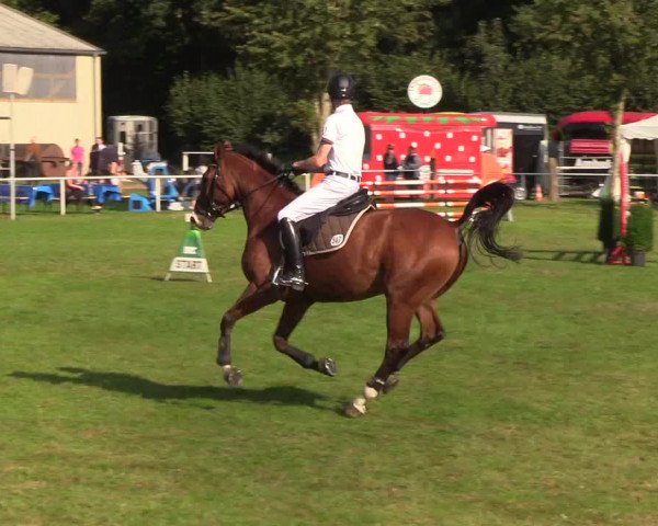 Reitturnier Kellinghusen 2019