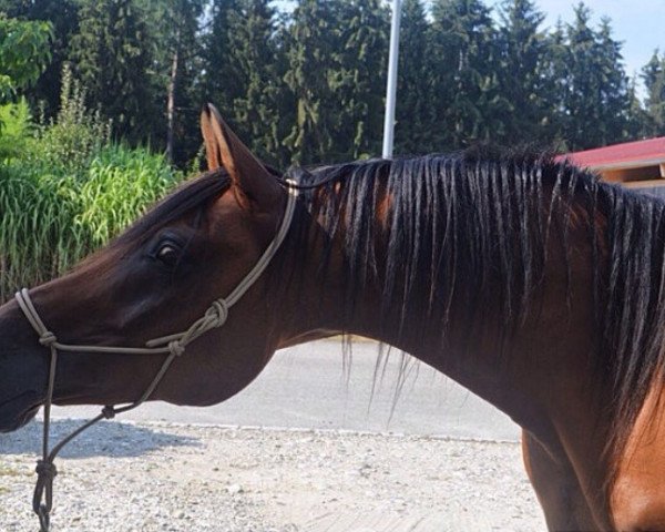 horse Malik (Arabian purebred, 2000, from Mikesh ox)