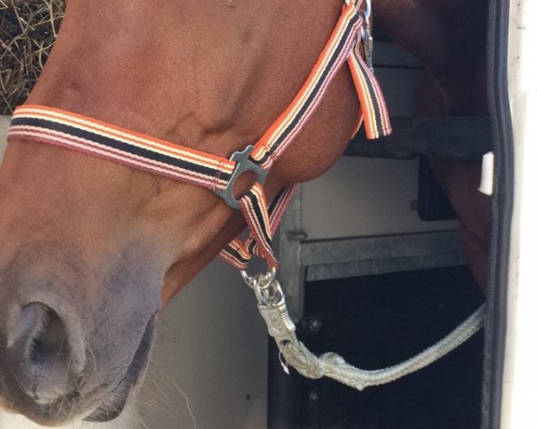 dressage horse Indigo 156 (Oldenburg, 2010, from Imperio 3)