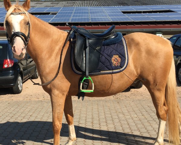 Pferd Day of Decision (Deutsches Reitpony, 2012, von Day of Future 2)