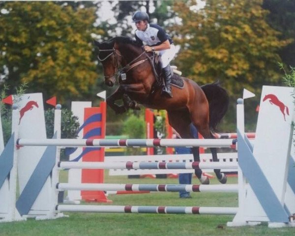 Springpferd Cristalmé (Westfale, 2011, von Cristallo II)