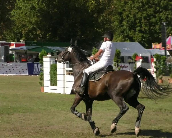 Reitturnier Aschersleben 2019