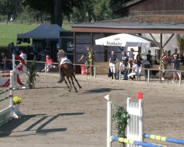 Reitturnier Recklinghausen 2019
