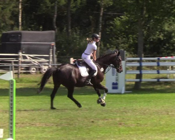 Reitturnier Kellinghusen 2019