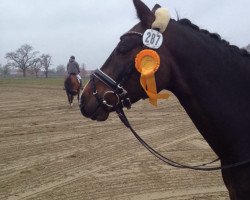 dressage horse Orange Blue M (German Riding Pony, 2009, from Offshore Energy R)