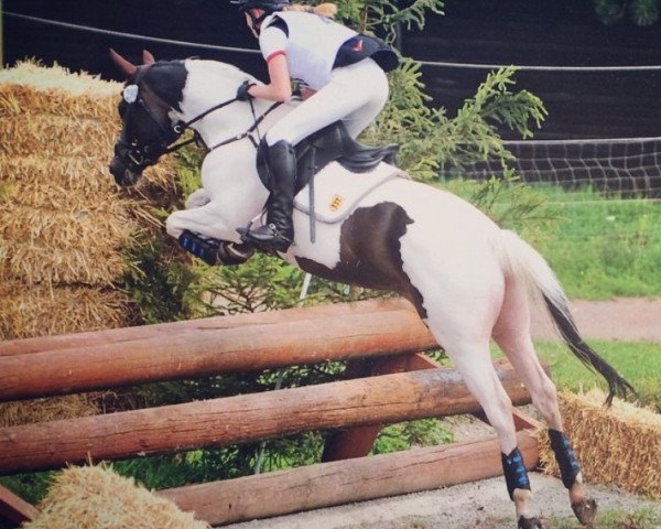 dressage horse Marijuana (Trakehner, 2007, from Grafenstolz) dressage horse Marijuana (Trakehner, 2007, from Grafenstolz)
