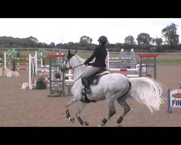 Springpferd Billy Birvin (Anglo Europäisches Sportpferd, 2005, von Cevin Z)