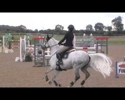 jumper Billy Birvin (anglo european sporthorse, 2005, from Cevin Z)