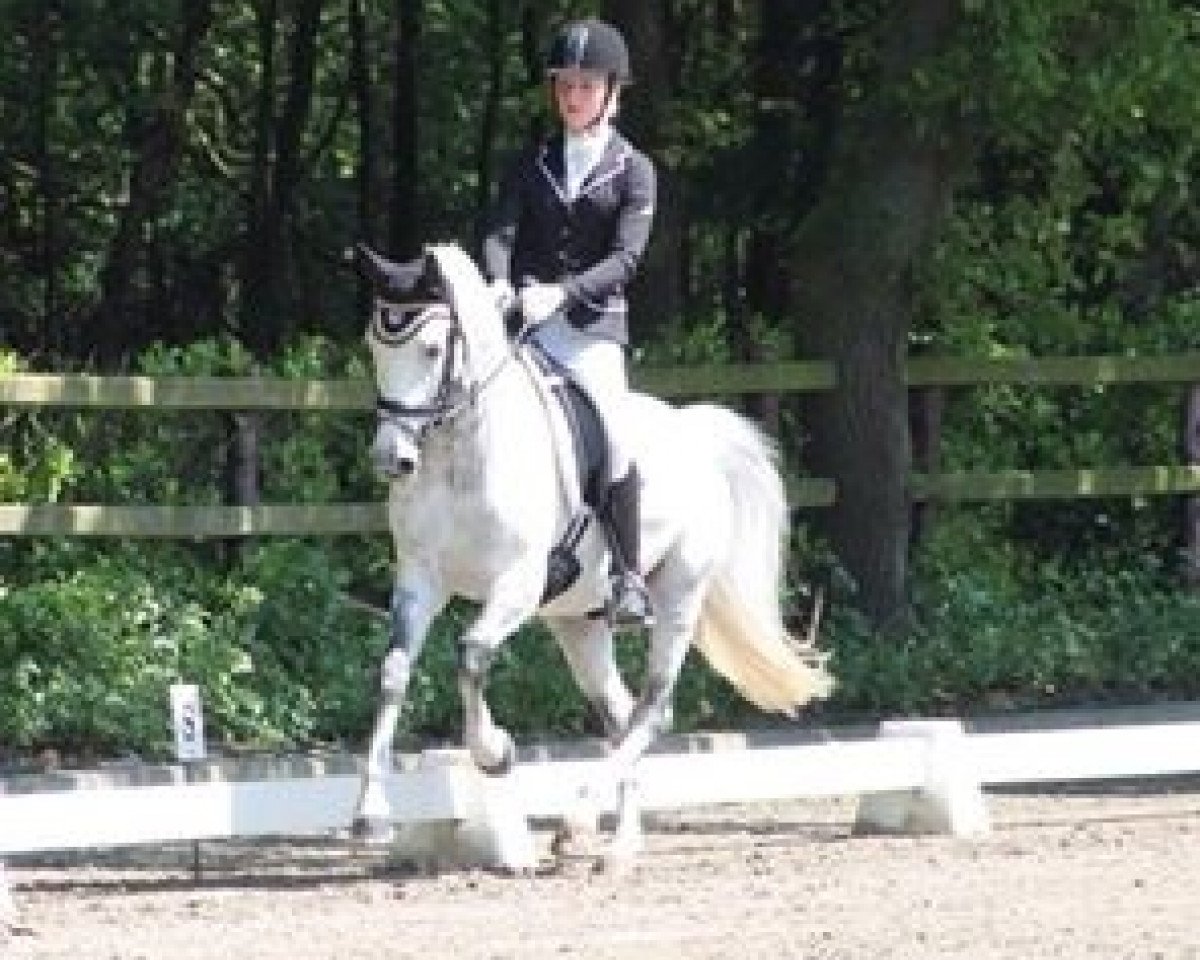 Dressurpferd Onyx van de Kleine Vlier (Welsh Partbred, 2004, von Leuns Veld's Lord)