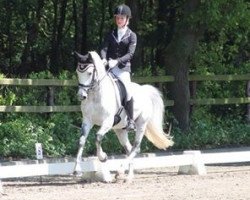 Dressurpferd Onyx van de Kleine Vlier (Welsh Partbred, 2004, von Leuns Veld's Lord)