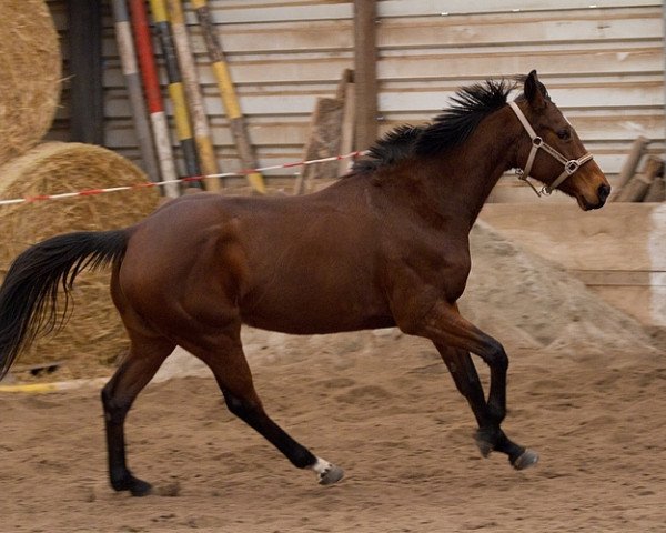 dressage horse La Nette xx (Thoroughbred, 2009, from Lateral xx)