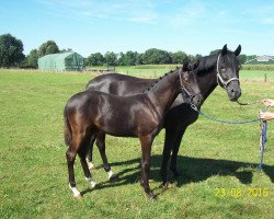eventing horse Vincento 14 (German Riding Pony, 2016, from Voyager 2)