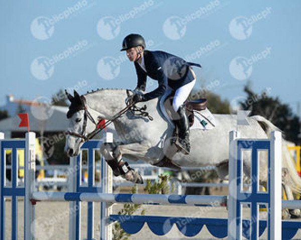 Springpferd Cevin Z' Joy (Anglo Europäisches Sportpferd, 2007, von Cevin Z)