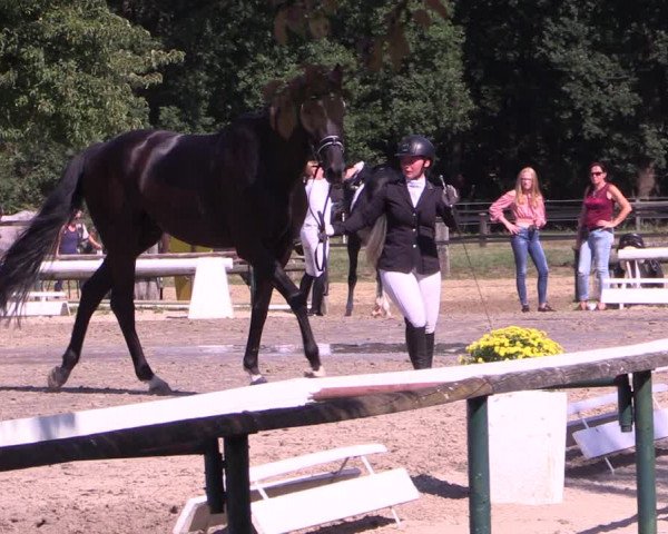 Reitturnier Recklinghausen 2019