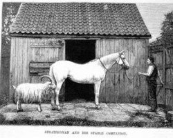 stallion Strathconan xx (Thoroughbred, 1863, from Newminster xx)