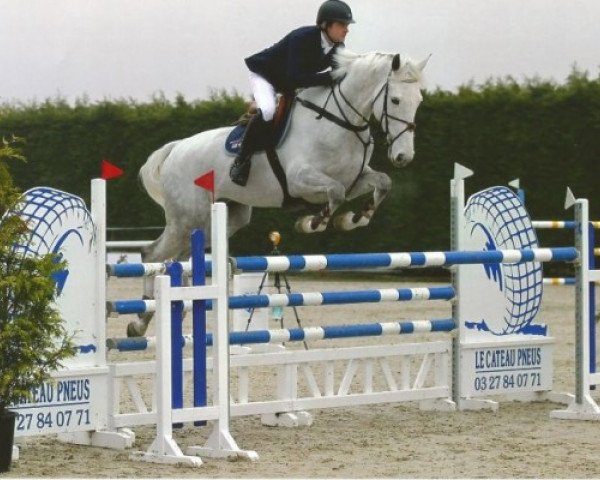 Springpferd Billy Hakuna (Anglo Europäisches Sportpferd, 2008, von Cevin Z)